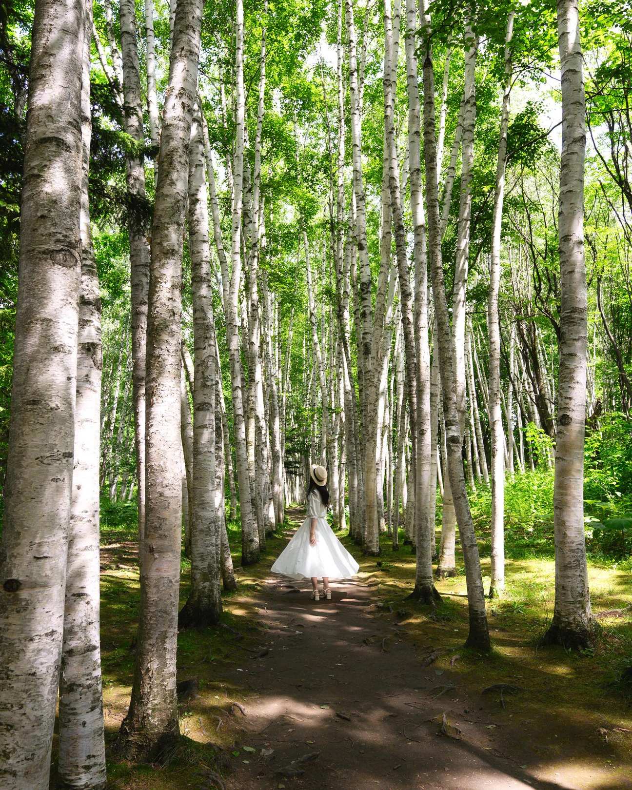 拓真館 白樺並木の写真