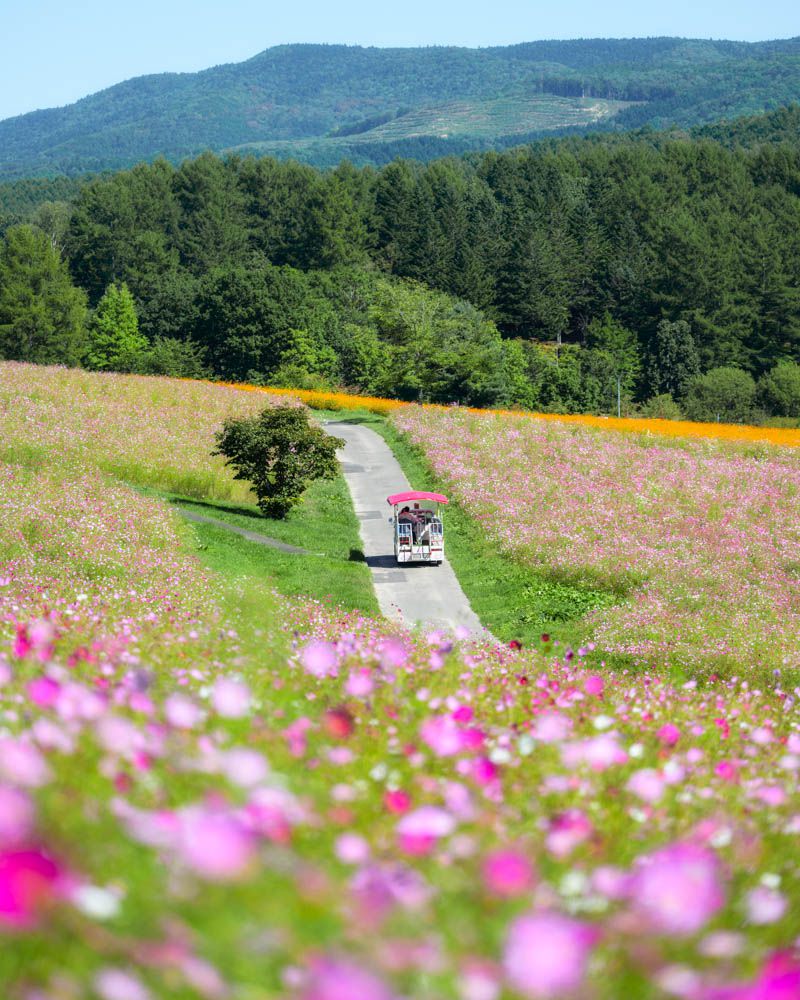 太陽の丘えんがる公園 (コスモス)の写真