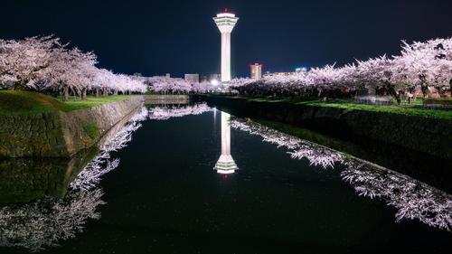 五稜郭 桜ライトアップ×タワー